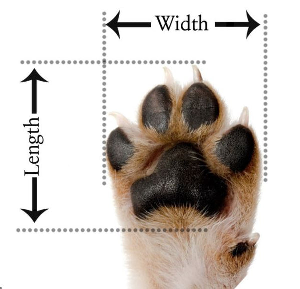 TIPS ON HOW TO MEASURE YOUR DOG'S PAW Preppy Companion Dog Shoppe