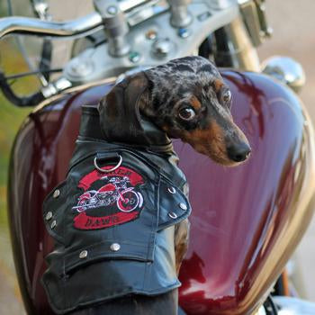 https://preppycompanion.com/cdn/shop/products/biker-dawg-motorcycle-dog-jacket-black-5490_350x.jpg?v=1614355671