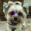 Hello Doggie Dog Sunglasses